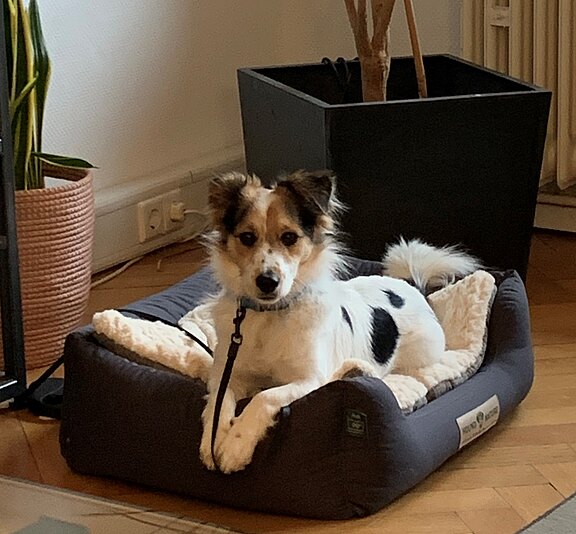 Der hund Edi